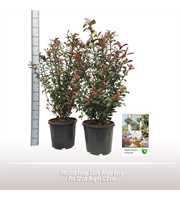 Photinia Comp. Carre Rouge struik