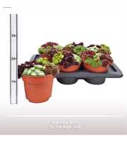 Sempervivum Quattro