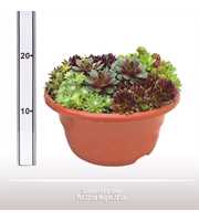 Sempervivum schaal