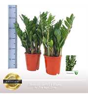 Zamioculcas zamiifolia