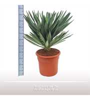 Yucca gloriosa Lone Star