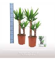Yucca elephantipes 2 stam