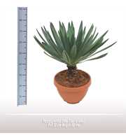 Yucca gloriosa Lone Star