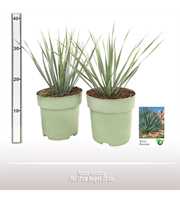 Yucca rostrata