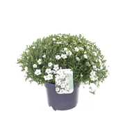 Arenaria montana Ronda White