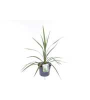 Cordyline australis Peko