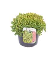 Sedum acre