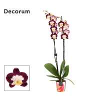Phalaenopsis 2 tak Scarlett Whisper (Decorum)