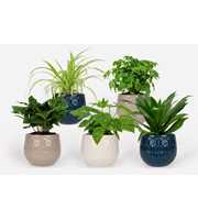Varen Mix 12cm - Haloge