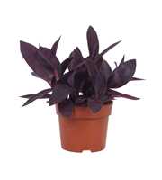 Tradescantia Pallida 12cm