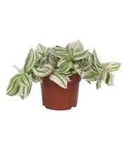 Tradescantia Unicorn - Lilac Prairie 12cm