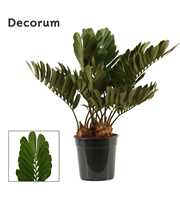 Zamia furfuracea 24 cm (Decorum)
