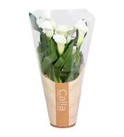 Zantedeschia Fresco Calla wit in bedrukte hoes