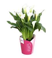 Zantedeschia Fresco SoHappyCalla wit met roze potc