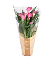 Zantedeschia Zazu Calla roze in bedrukte hoes