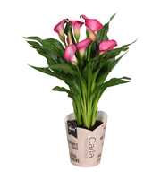 Zantedeschia Zazu SoHappyCalla roze met bruine gif