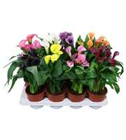 Zantedeschia gemengd Calla mix