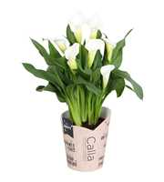 Zantedeschia Fresco SoHappyCalla wit met bruine gi