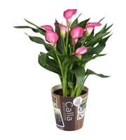 Zantedeschia Zazu Calla roze met outdoor potcover