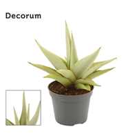 Sansevieria Chanin crown 6 cm (Decorum)