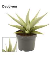 Sansevieria Chanin crown 9 cm (Decorum)