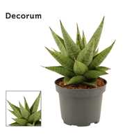 Sansevieria Snow Lotus Crown 9 cm (Decorum)