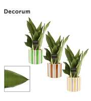 Sansevieria Moonshine 12 cm in Beau (Natural bubbl
