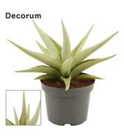 Sansevieria Chanin crown 12 cm (Decorum)