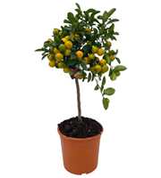 Citrus Calamondin "op stam"