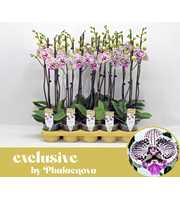 Zoe 2-tak 60cm (GROEN)