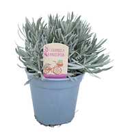 Lavandula angustifolia