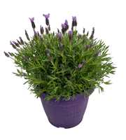 Lavandula Stoechas