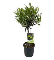 Olea europaea "op stam"