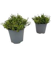 Thymus citriodorus Aureus
