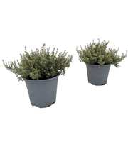 Thymus Silver Queen