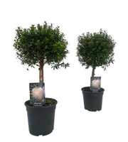 Myrtus communis "op stam"