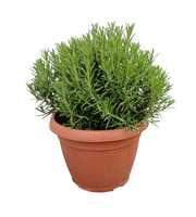 Rosmarinus officinalis