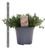 Thymus gemengd in tray