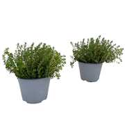 Thymus citriodorus