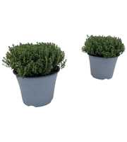Thymus faustini