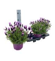 Lavandula Stoechas