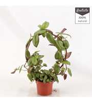 tradecantia dannylee