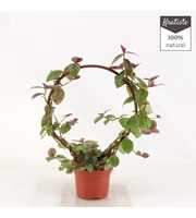 tradescantia silver sicilluim