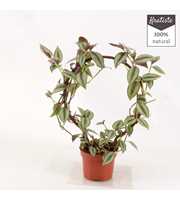 tradecantia silversmudge