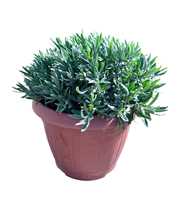 Lavandula Angustifolia