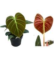 Philodendron 'El Choco Red'