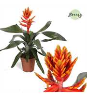 Aechmea Pepita Elegant Flames - FULL CC