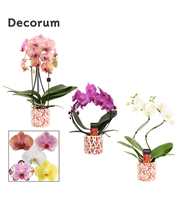 Phalaenopsis vormen mix 2 tak in Julia (Deco-colle