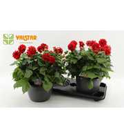 Dahlia Labella Medio rood 25 cm