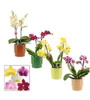 Phalaenopsis multiflora 2 tak mix in Naemi (Natura